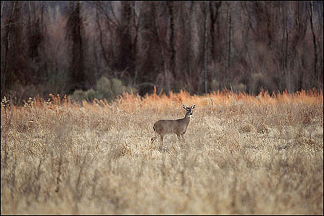 Arkansas Deer