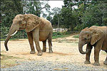 Riddle's Elephant & Wildlife Sanctuary