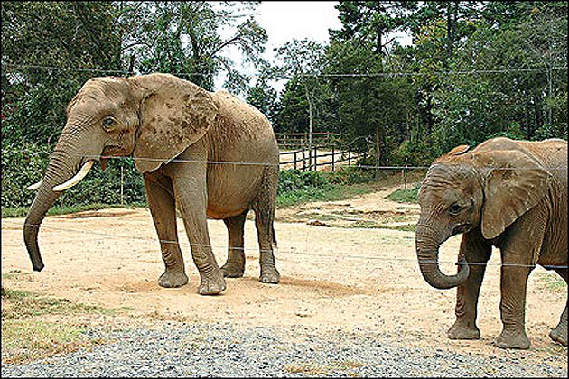Riddle's Elephant & Wildlife Sanctuary