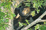 Black bear at Mount Magazine State Park