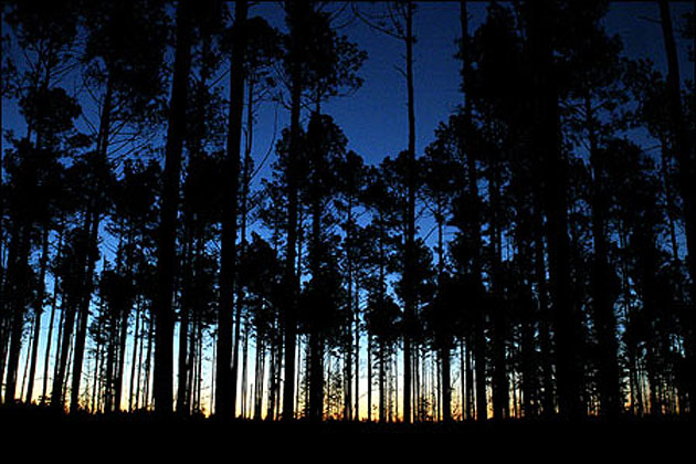 Pine Tree Forest near Hampton