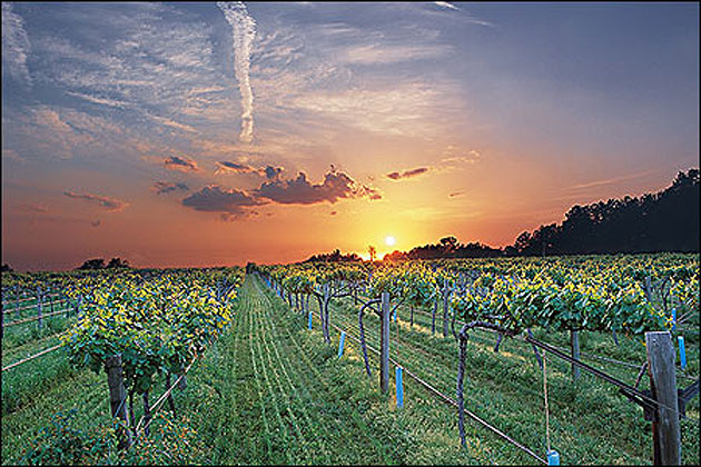 Arkansas's Wine Country